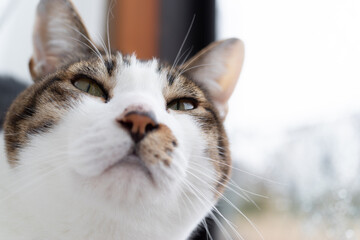 窓辺の猫　キジトラ白