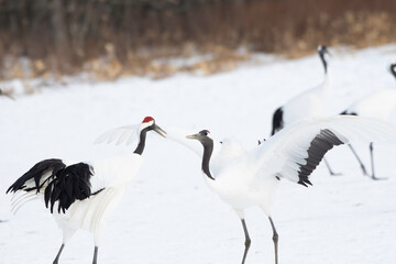 Pair of red-crowned cranes dancing