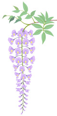 藤　花　白背景