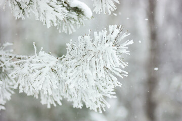 Pine branch with needles covered with hoarfrost and snow close-up on a blurred background.	