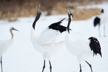 Pair of red-crowned cranes whooping