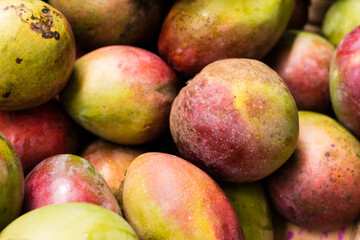 Large amount of mango fruit