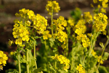 早春の２月に咲く菜の花