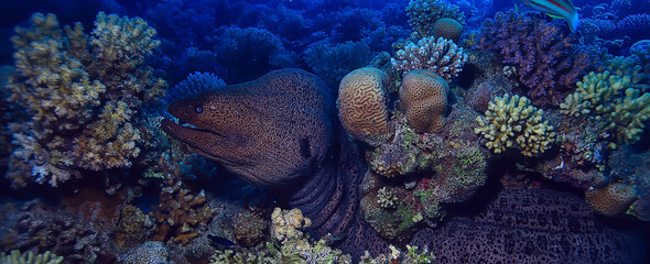 Naklejka na ściany i meble moray eel under water, nature photo wild snake predator marine in the ocean