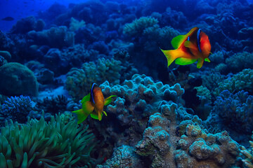 anemone fish, clown underwater orange fish sea background aquarium