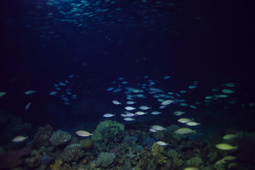 flock of fish in the sea background underwater view