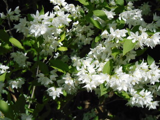 ウツギの花