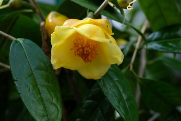 早春の２月に温室で咲くキンカチャ（金花茶）の花