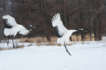 Pair of red-crowned cranes landing