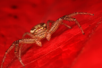 spider jumper macro, arachnophobia, beautiful jumping spider, poisonous spider