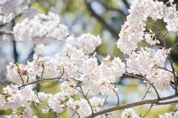 桜の花のクローズアップ
