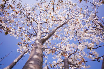 満開の桜を下から見上げる

