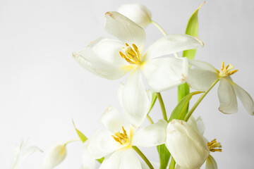 Beautiful white tulips on the white background. Ikebana arrangement, eco trends. For easter decoration at home.