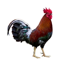 Poster Colorful free range healthy male rooster chicken isolated on white background © Akarawut