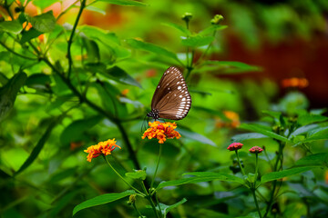 A close-up shot of a beautiful crow butterfly (Euploea core), feeding on flowers in the garden.
