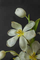 Fototapeta na wymiar Beautiful white tulips on the black background. Ikebana arrangement, eco trends. For easter decoration at home.