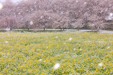 桜と菜の花と雪と 権現堂