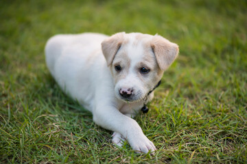 creamy labrador retriver puppy on grass field