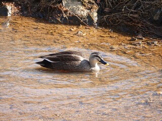 duck on the water