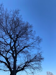 tall tree  silhouette against the blue sky, Ueno Park Tokyo, Japan, 2022 March