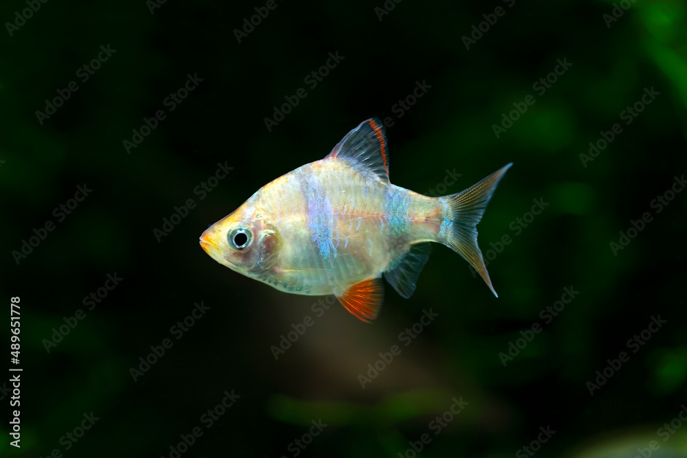 Poster Puntius tetrazona - Golden Tiger Barb