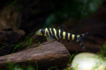 Bengal Loach - Botia dario