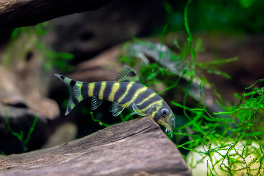 Bengal Loach - Botia dario
