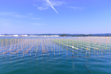松島湾の海苔養殖
