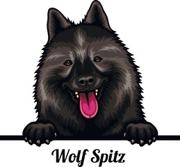 Wolf Spitz - Color Peeking Dogs - breed face head isolated on white