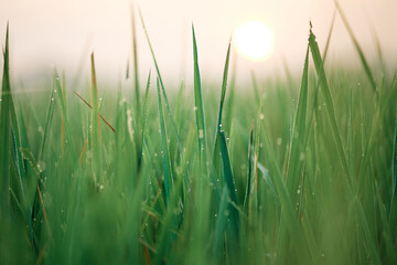 Close-up of dew drops on green grass with sun shining in the background