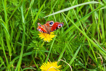 Peacock butterfly on a flower in a grass meadow