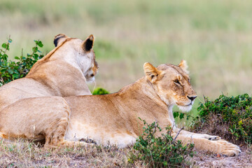 Fototapeta na wymiar Portrait on two lionesses on the savanna