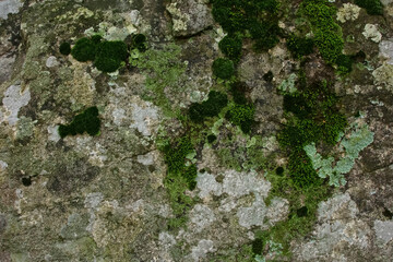 苔の生えた石壁の背景