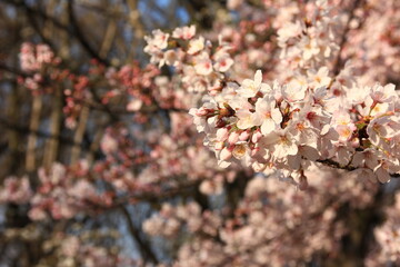 Fototapeta premium 桜咲く砧公園（東京・世田谷）。朝日の中の桜。