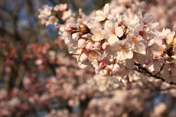桜咲く砧公園（東京・世田谷）。朝日の中の桜。

