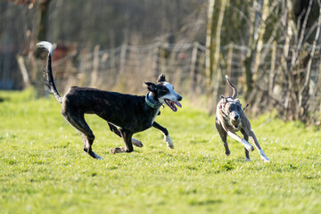 The English Greyhound, or simply the Greyhound dog, running and playing with other grehyhounds in the grass on a sunny day in the park