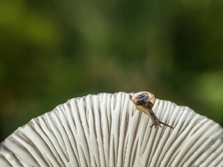 Snails on mushrooms with a natural background 