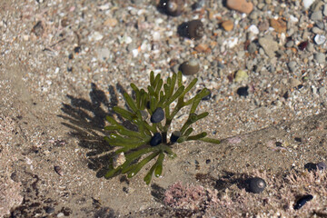 Snails on green water plant in a sunny day.