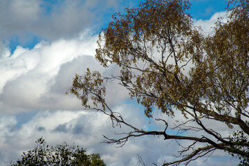 Looking up into the canopy or branches of a eucalyptus tree