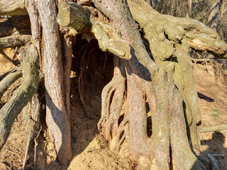 Obraz premium Huge tree roots stick out on the river bank