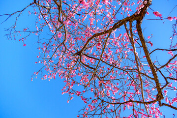 こども自然公園の梅
