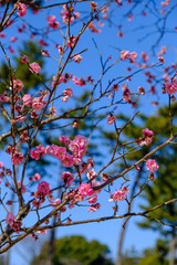 こども自然公園の梅