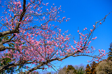 こども自然公園の梅