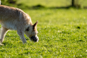 Dog sniffing the grass on the playground near sunset on a sunny day