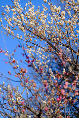 こども自然公園の梅