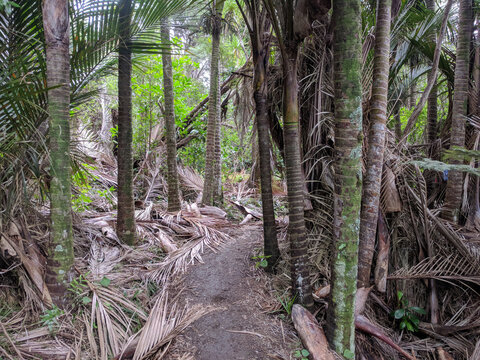Hiking path between silver fern around lake Wainamu, New Zealand.