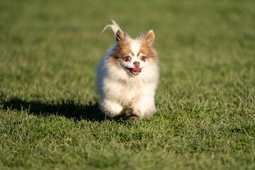 Fototapeta na wymiar chihuahua puppy on grass