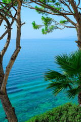 Summer scene with pine and palm trees and bright turquoise sea. Nature beauty, summer concept