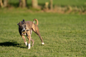 The English Greyhound, or simply the Greyhound dog, running and playing with other grehyhounds in the grass on a sunny day in the park