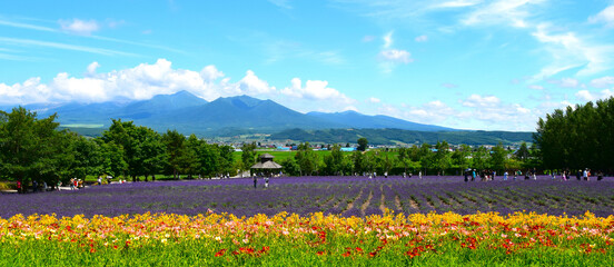 北海道のファーム富田の夏の花畑、
ファーム富田の夏のラベンダー畑と山並み